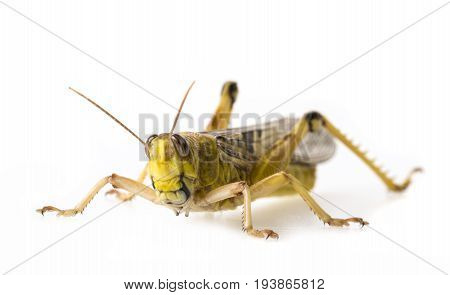 Schistocerca gregaria - the desert locust - food insects