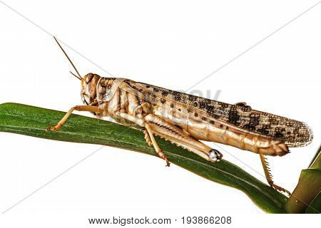 Schistocerca gregaria - the desert locust - food insects