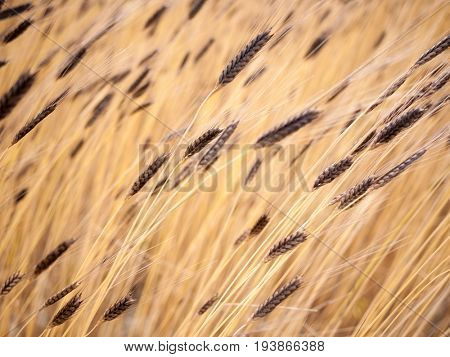 Beautiful organic Einkorn wheat background. Yellow and brown hue. Organic cultivation, North Italy, Europe. Concept: organic, health, food