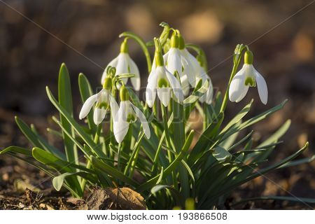 snowdrops - Galanthus nivalis in a nature