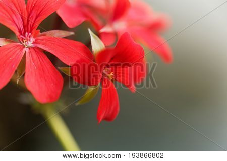 Flower of the geranium hybrid of Pelargonium peltatum.
