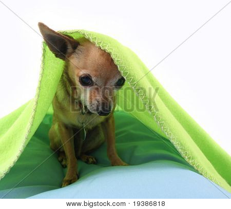 et foto af en lille nuttet chihuahua