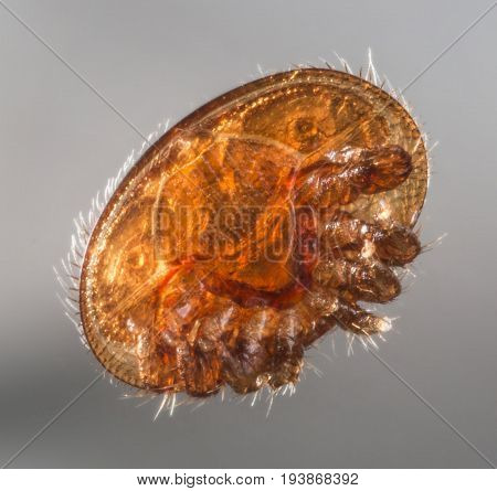 Varroa Destructor Bee Parasite - Microscope Photo