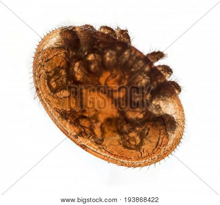 Varroa Destructor Bee Parasite - Microscope Photo