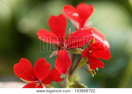 Flower of the geranium hybrid of Pelargonium peltatum.