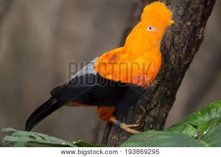 Andean cock-of-the-rock (Rupicola peruvianus), also known as tunki.