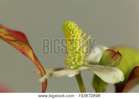 Flower of a Fish mint plant (Houttuynia cordata).