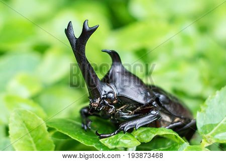 The Beautiful Dynastic Beetle , Male , Perched On Leaf. Selective Focus. Leaves Background
