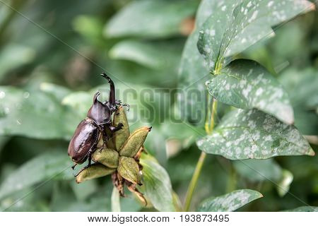 The Beautiful Dynastic Beetle , Male , Perched On Leaf. Selective Focus. Leaves Background