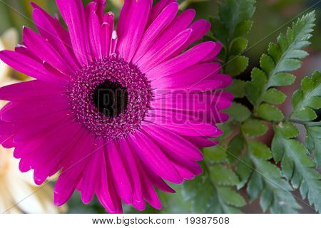 Schöne herbera