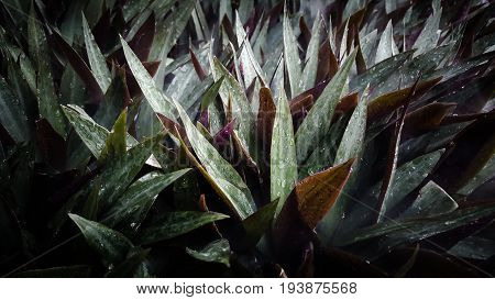 Moses in the Cradle  tradescantia, oyster, spathacea, background