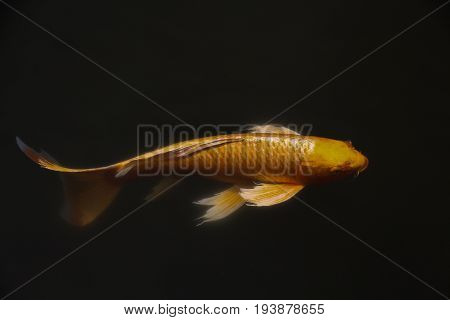 Single elegant golden koi fish lazily swimming in a black pond; bright gold fish on black background with copy space.