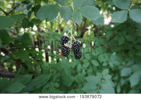 Blackberries ripen on a thornless blackberry plant in a garden in Joliet, Illinois during August.