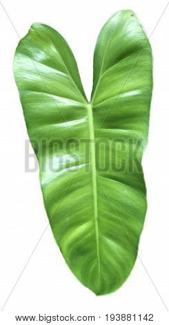 Leaf shape heart on  the beautiful white  background.