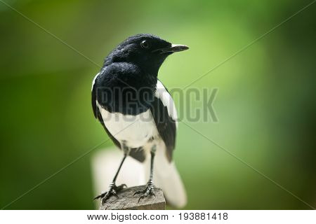 Magpie the beautiful black and white bird perching the branch