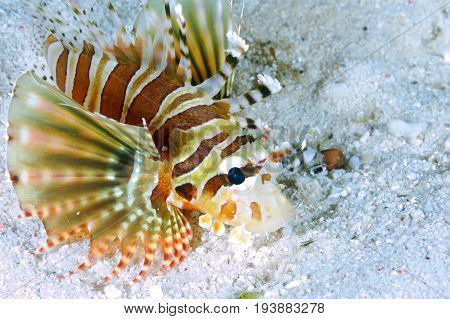 A juvenile Lion fish spotted on the sandy South east asia Indo-pacific ocean.