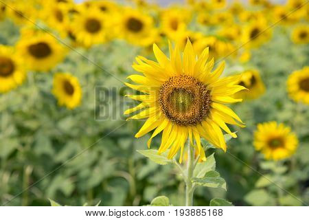 Landscape of Sunflowers garden or field. This flowers have abundant health benefits improves skin health and promote cell regeneration. Background and copy space.