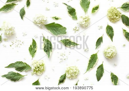 Creative arrangement of dogwood green leaves (cornus alba) and sevenbark (hydrangea) flowers on white background. Flat lay top view floral pattern texture.