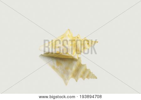 Beautiful Sea Shell,polygonus Latirus, Isolated On Mirror Background
