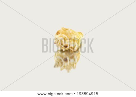 Beautiful Sea Shell,polygonus Latirus , Isolated On Mirror Background