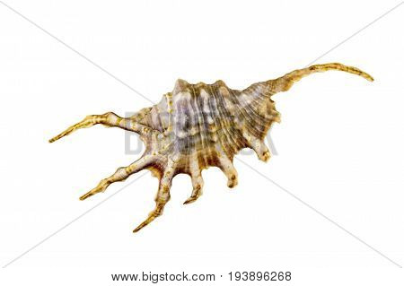 Beautiful Sea Shell,lambis Chiragra, Isolated On White Background For Posters, Sites, Business Cards