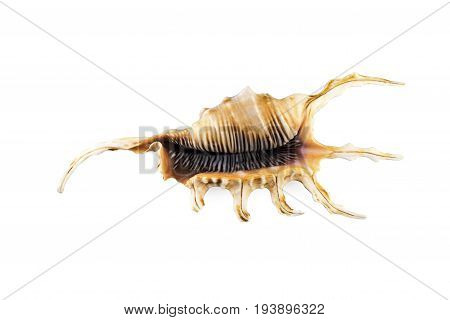 Beautiful Sea Shell,lambis Chiragra, Isolated On White Background For Posters, Sites, Business Cards