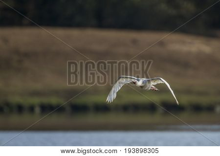 African spoonbill in Kruger national park, South Africa ; Specie Anastomus lamelligerus family of Ciconiidae