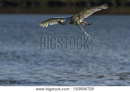 African spoonbill in Kruger national park, South Africa ; Specie Anastomus lamelligerus family of Ciconiidae