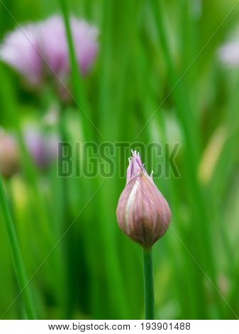 A bud of a pink garden flowers surrounded by green grass