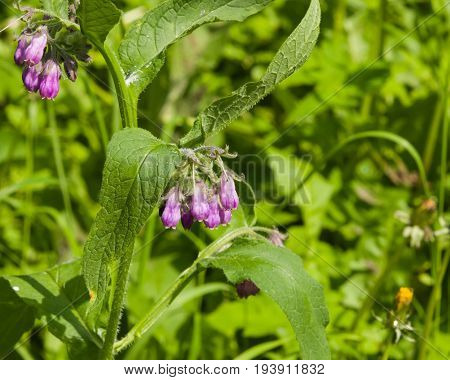 Flowers and leaves on Common Comfrey Symphytum officinale with bokeh background close-up selective focus shallow DOF.