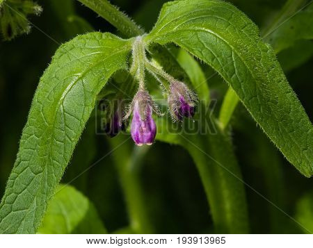 Flowers and leaves on Common Comfrey Symphytum officinale with bokeh background close-up selective focus shallow DOF.
