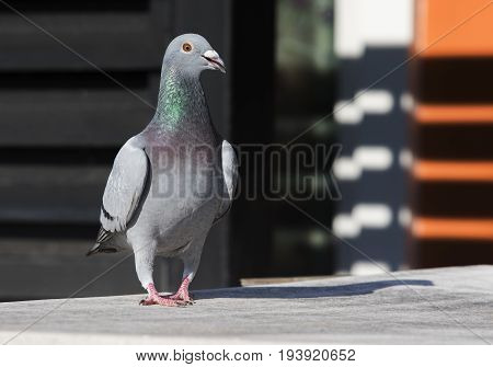 full body of speed racing pigeon walking in home lofe