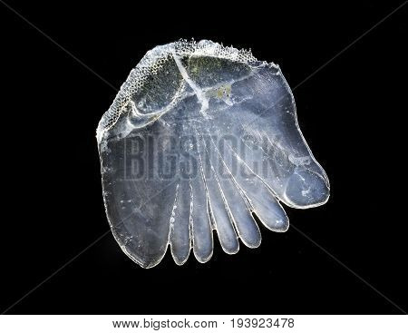 scale from Perca fluviatilis - Striped river perch