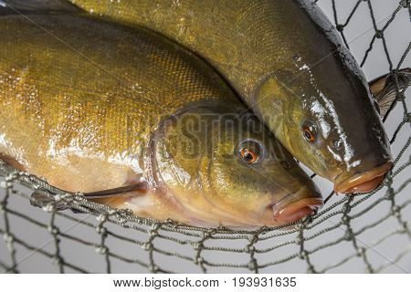 Tench - (Tinca tinca) in a net