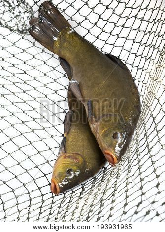 Tench - (Tinca tinca) in a net