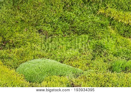 a green moss - a texture background