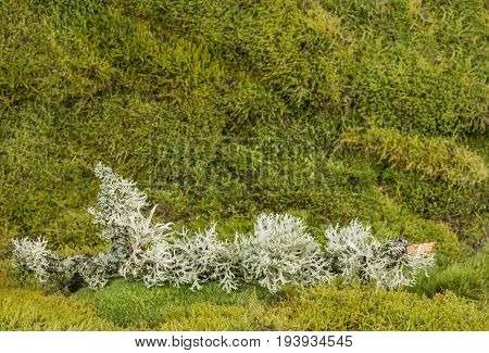 a green moss - a texture background