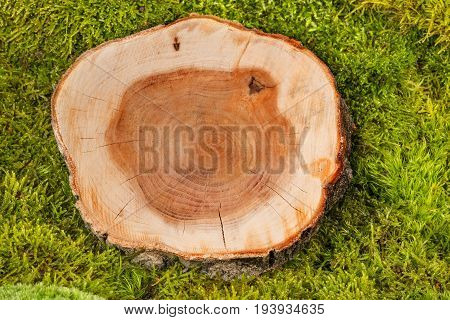 a green moss - a texture background