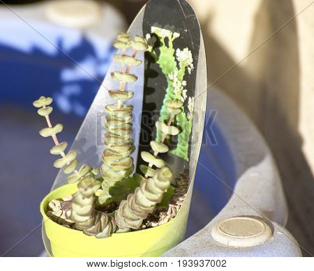 Detail Of Succulets Crassula Marnieriana
