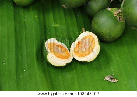 Betel parm on tree with the nature