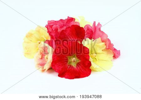 Hollyhock flower Alcea rosea on white background. Good against cough laxative and inflammation herbal medicine.