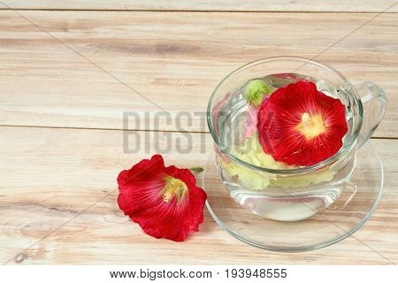 Making infusion from hollyhock flower Alcea rosea. Infusion good against cough laxative and inflammation herbal medicine