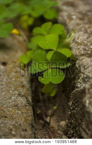 Crenatae Water-clover's fresh bright green leaves(Marsilea minuta)