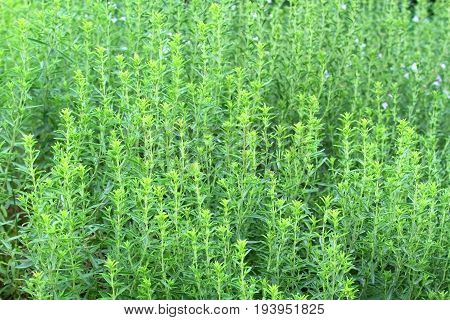 Winter savory herb Satureja montana in early summer. Fresh winter savory good for natural background.