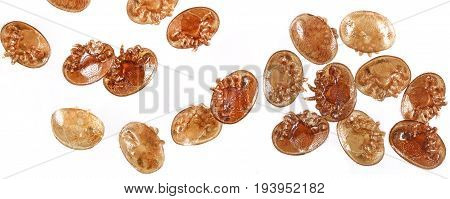 Varroa destructor bee parasite - microscope photo