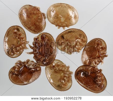 Varroa destructor bee parasite - microscope photo