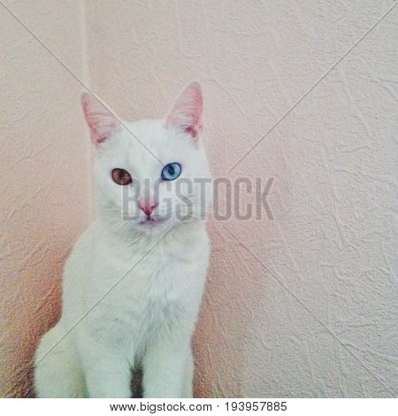 White cat with heterochromia. Unique eyes. Pet