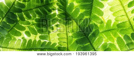 green leaves in the detail macro photo
