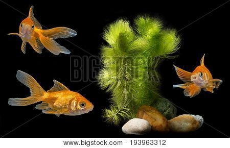 an aquarium with golden fish and plant