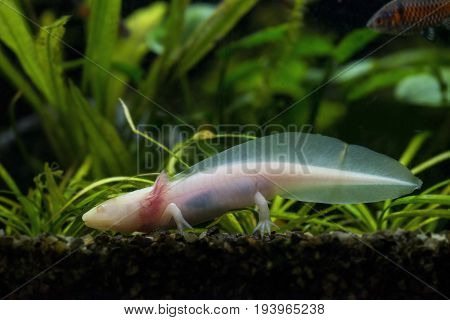 white Axolotl (Ambystoma mexicanum) in an aquarium